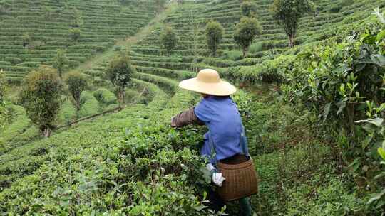 生态茶园采茶春茶采摘