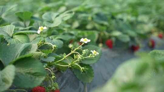 农民田间劳动种植蔬菜蔬菜大棚里的蔬菜草莓