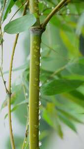 雨中竹子的特写