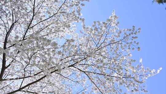 春天盛开的樱花树与阳光逆光满画幅