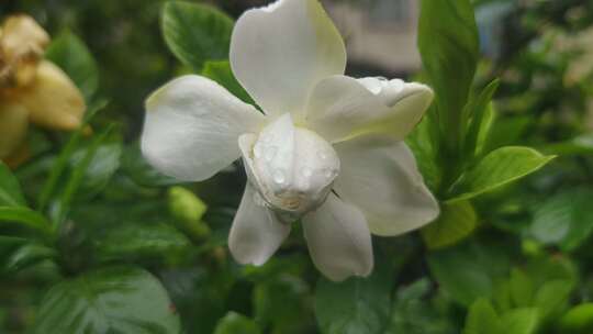 栀子花鲜花花朵盛开实拍