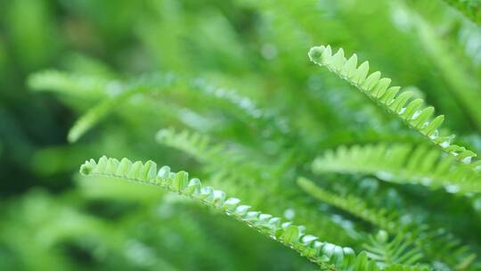 春天来了蕨类植物4k素材