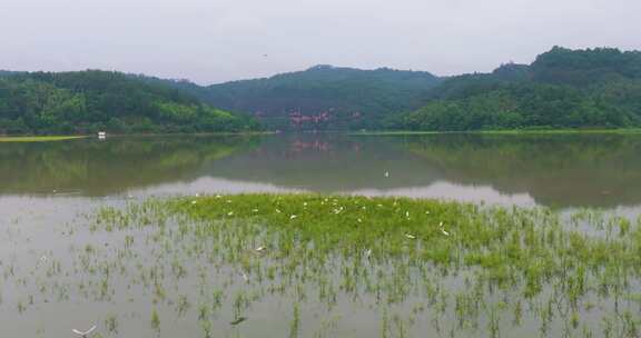 青山绿水生态湿地一群白鹭飞翔栖息升格空镜