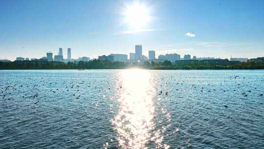 城市湖滨海鸥飞翔