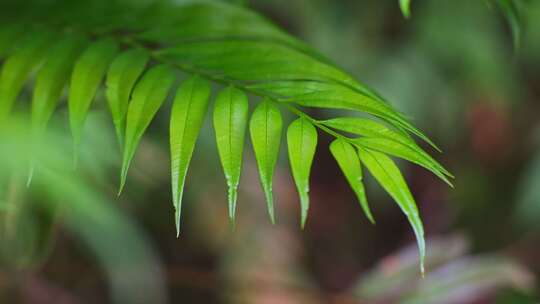 热带雨林绿植光影