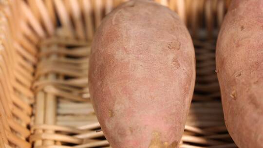 长黑斑发芽的红薯白薯