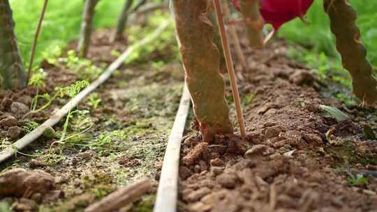 火龙果种植 火龙果树 仙人掌科植物