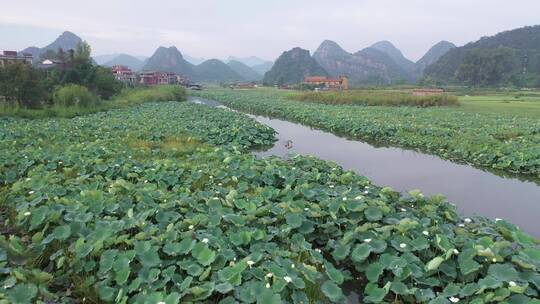 航拍云南自然景区江河湖面茂盛的荷叶睡莲