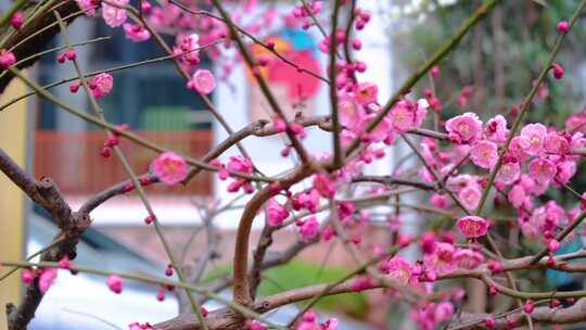 杭州植物园公园梅花花朵开花春天风景视频素