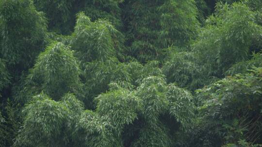 大片竹林竹叶