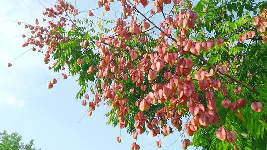 蜂蜜素材