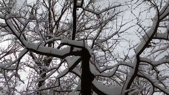 雪后的树挂
