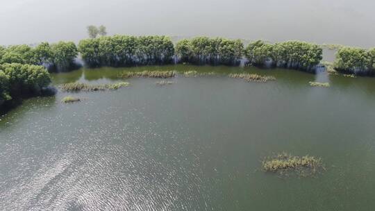 湖南岳阳洞庭湖水上森林航拍