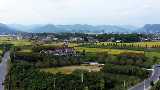 杭州大同建德稻香小镇金色稻田田园风光