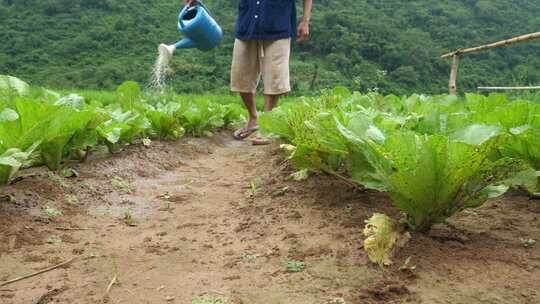 农民给蔬菜浇水