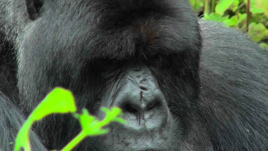 大猩猩坐在雨林里