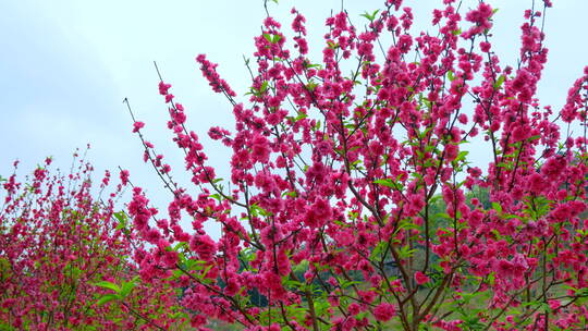 桃花林 树林 春暖花开 桃花坞 桃花园