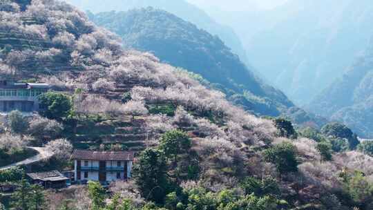 福州永泰青梅花航拍（葛岭万石村）12