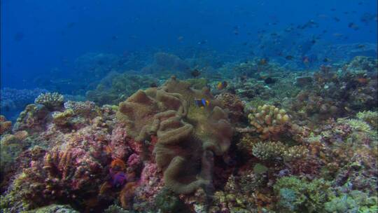珊瑚海底热带鱼
