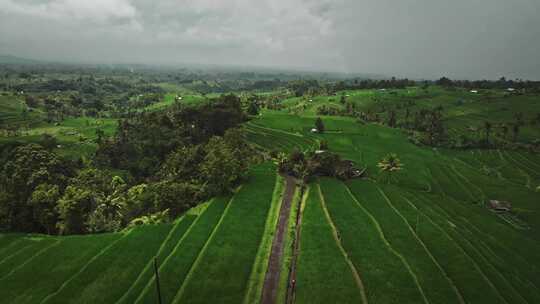 Jatiluwih，稻田，热带，乡村