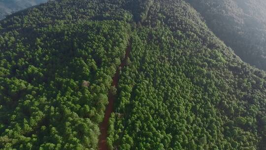 原始森林视频云南山区松树林穿行小路