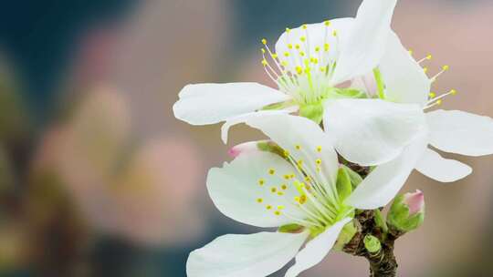 鲜艳花苞花朵开放花瓣视频素材视频素材模板下载