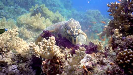 海龟吃软珊瑚