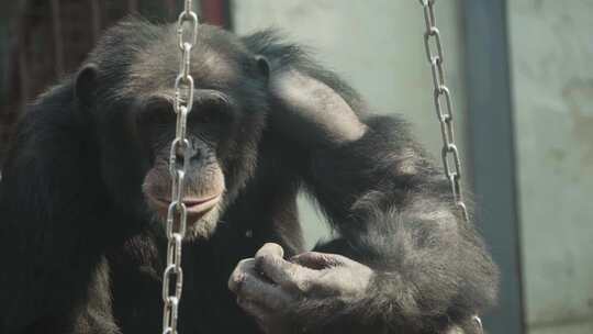 猩猩猴子灵长类动物视频素材模板下载