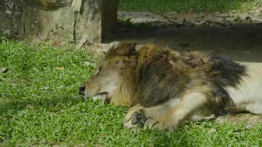 2023广州动物园游览狮子
