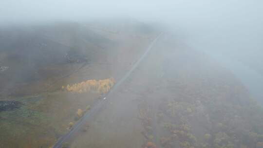 呼伦贝尔森林秋天林场白桦林公路航拍