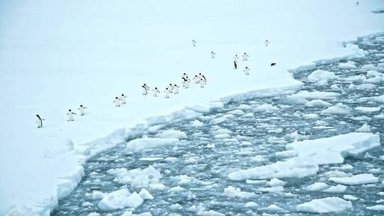 企鹅在冰面上行走视频素材模板下载