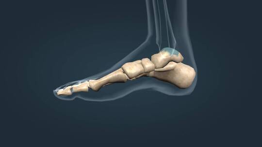 人体骨骼足部扁平足跟骨趾骨跖骨医学动画