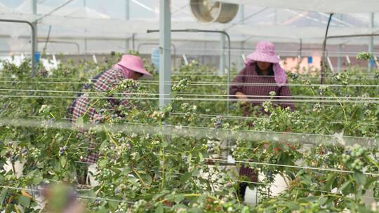 蓝莓开花朵结果工人采摘种植园特写农业大棚