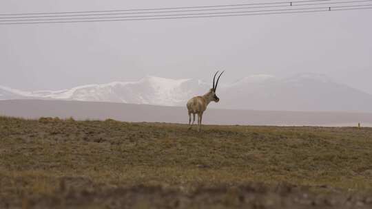 可可西里的藏羚羊