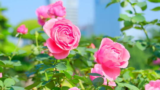 春天 玫瑰花 月季花 花朵 鲜花 花园 春天