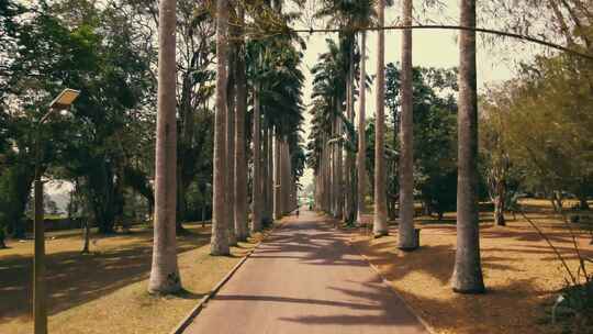 棕榈树，树木衬里，道路，路径