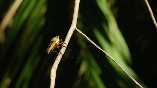 昆虫昆虫的微距镜头