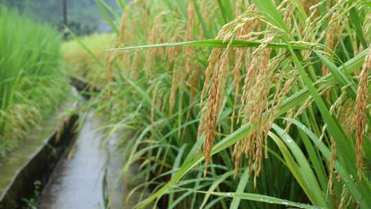 成熟的稻穗水稻特写雨露水珠田野