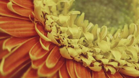 鲜花摄影非洲雏菊橘黄色