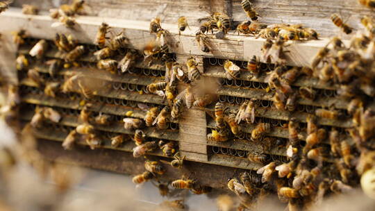 蜜蜂在蜂巢边上飞舞慢镜头