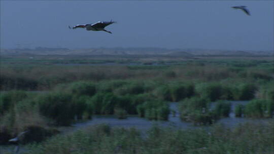 宁夏 跟拍沙湖芦苇荡 空中飞翔的水鸟 鹭鸟