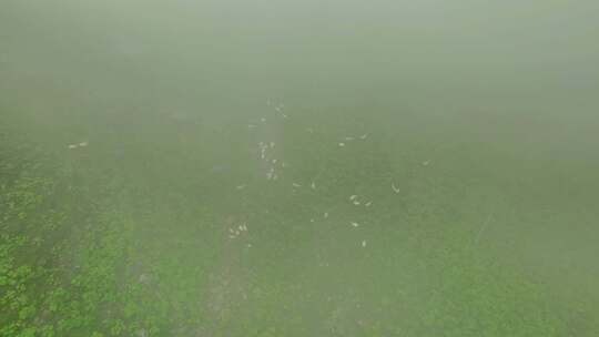 航拍云雾缭绕的川西巴朗山垭口高山牧场羊群