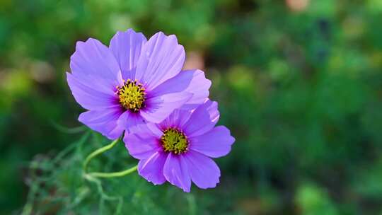 秋天盛开的粉色、格桑花