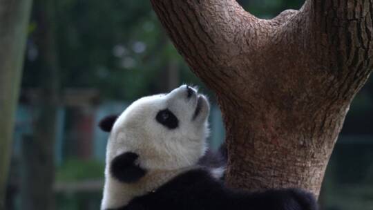 爬树桩的熊猫视频素材模板下载