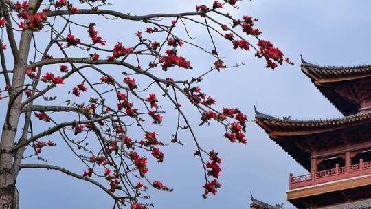 春风中摇曳的木棉花和古建筑