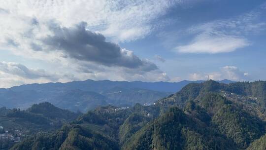 茶树茶山4K实拍视频