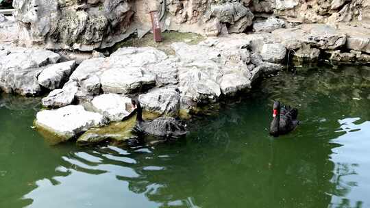 池塘里的黑天鹅