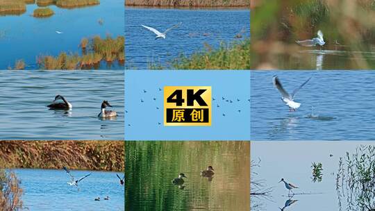 白鹭 鸿雁野鸭 候鸟大雁 湿地珍稀鸟类