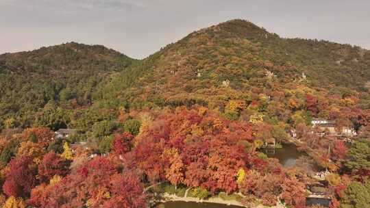 苏州天平山枫叶红了