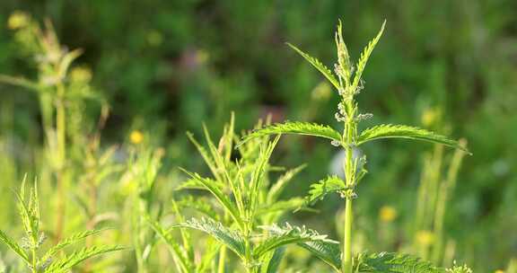 野生药用植物蜇麻子